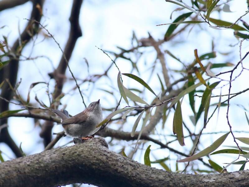 Indochinese Yuhina