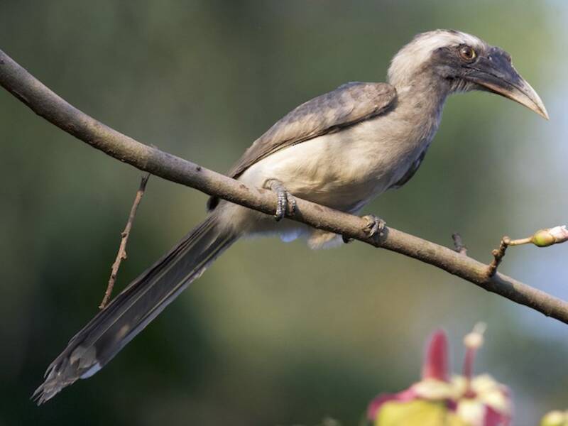 Indian Gray Hornbill