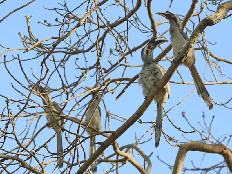 Bucero grigio indiano, Foto 4