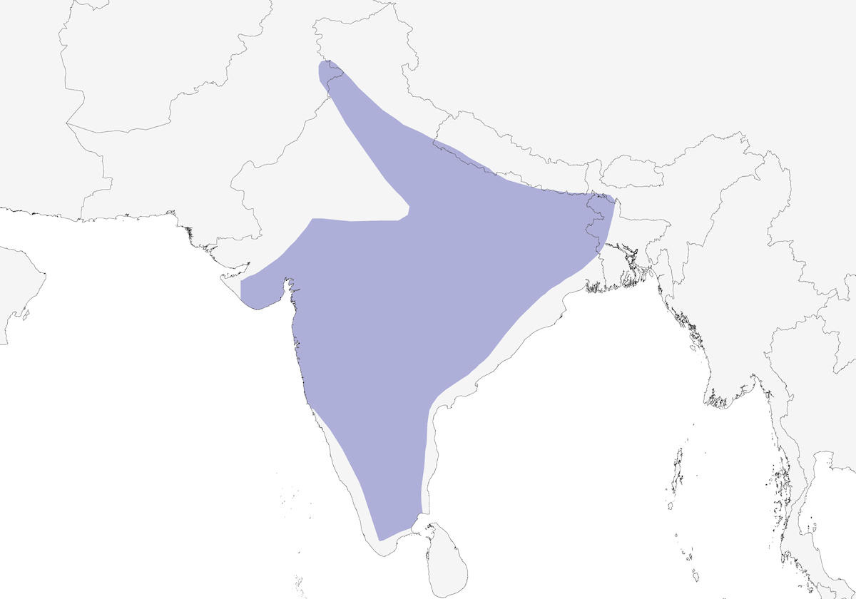 Bucero grigio indiano, Distribuzione 1