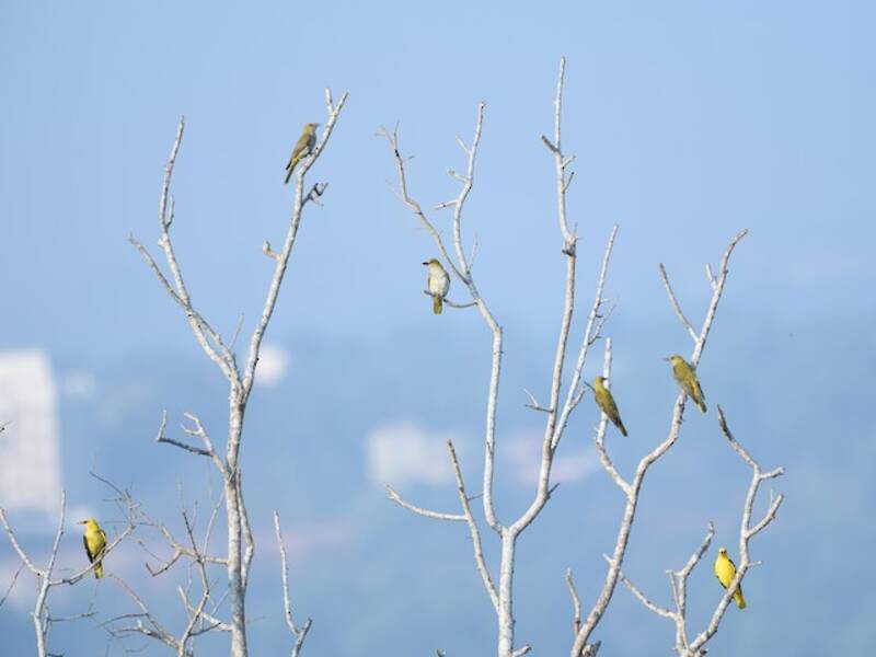 Indian Golden Oriole, 照片 2
