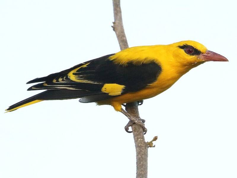 Indian Golden Oriole, 照片 3