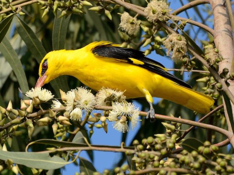 Indian Golden Oriole, 照片 4