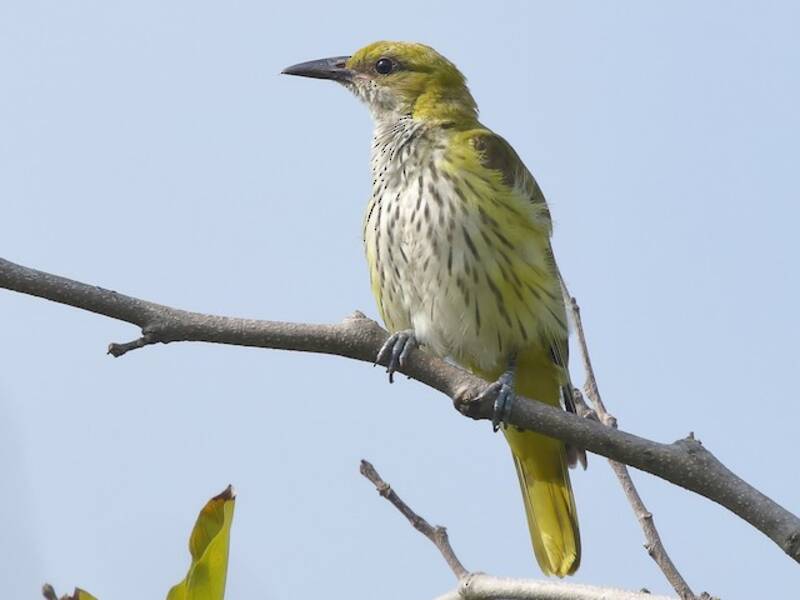 Indian Golden Oriole