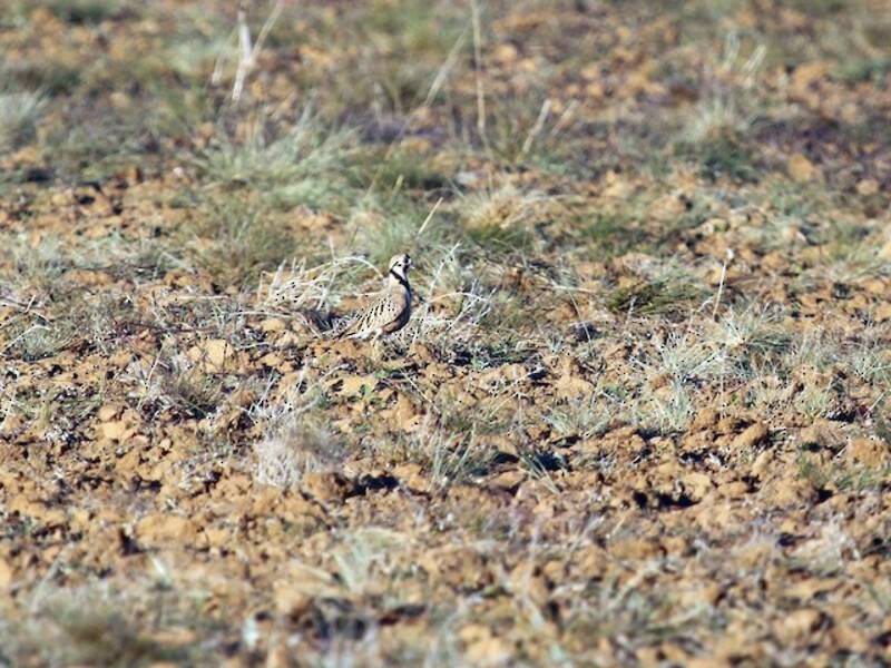 Inland Dotterel (Peltohyas australis)