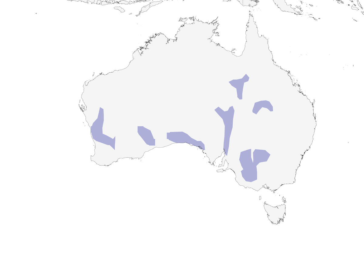 Australisches Laufhühnchen, Verbreitung 1
