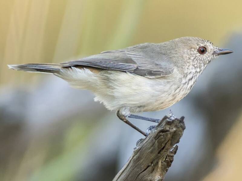 Inland Thornbill, Photos 3