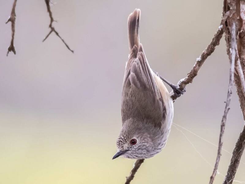 Inland Thornbill, Photos 4