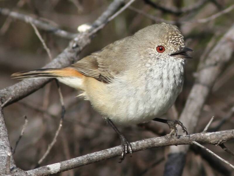 Inland Thornbill (Acanthiza apicalis)