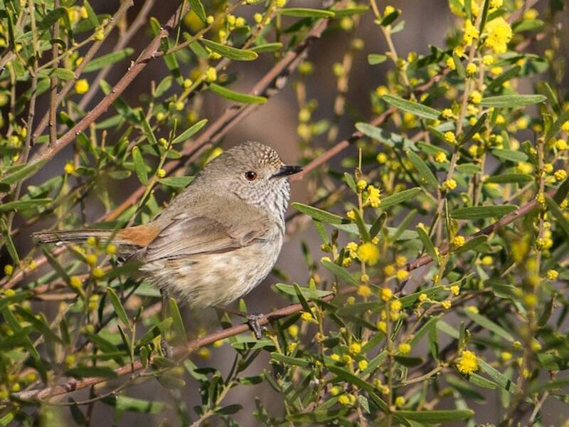Inland Thornbill, Photos 2