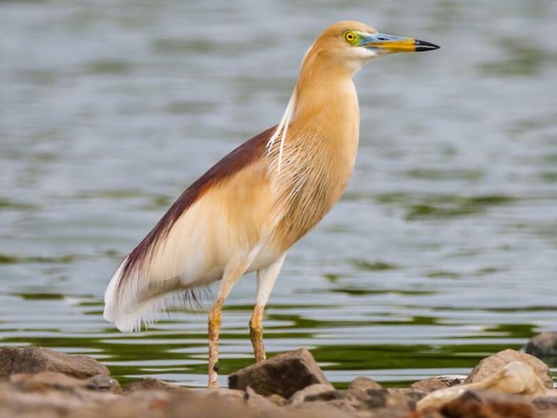 Garcilla india