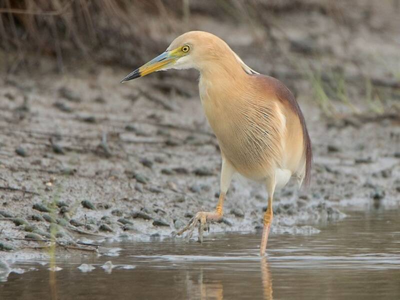Indienreiger, Fotos 2