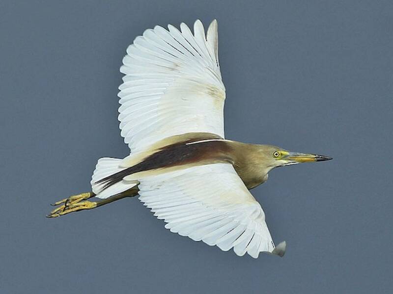 Indienreiger, Fotos 4