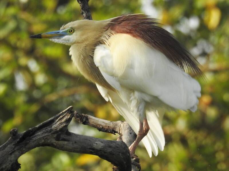 Indienreiger, Fotos 3