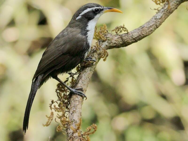 Indian Scimitar-Babbler (Pomatorhinus horsfieldii)
