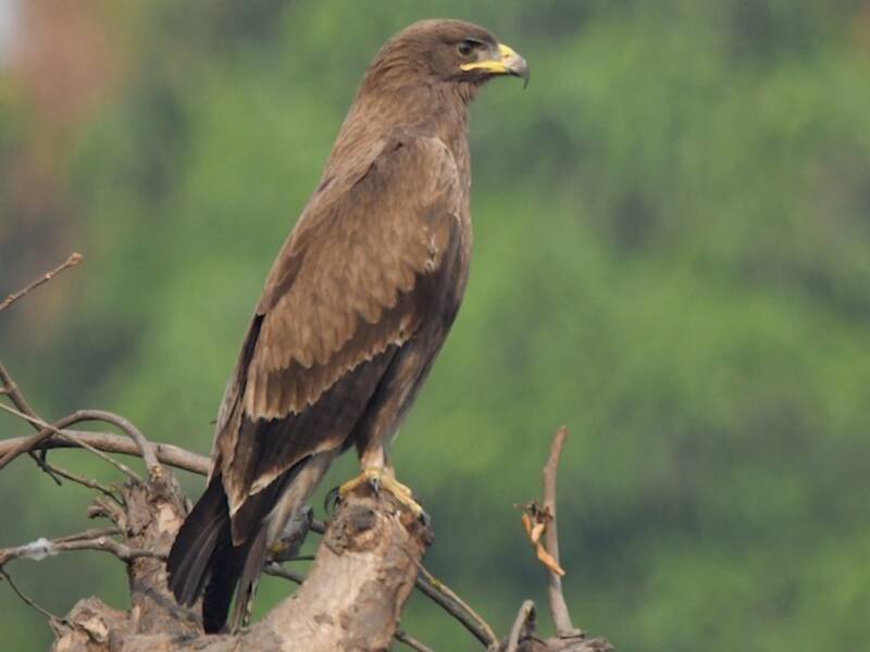 Aquila macchiata indiana, Foto 3