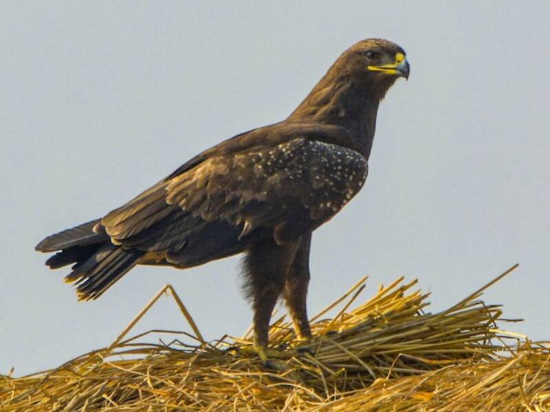 Aquila macchiata indiana, Foto 4