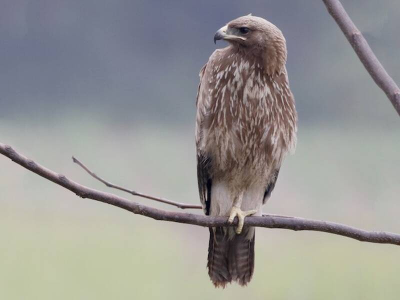 Indian Spotted Eagle
