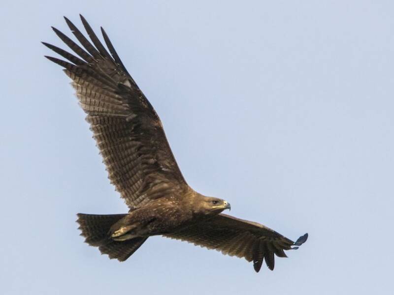 Aquila macchiata indiana, Foto 2