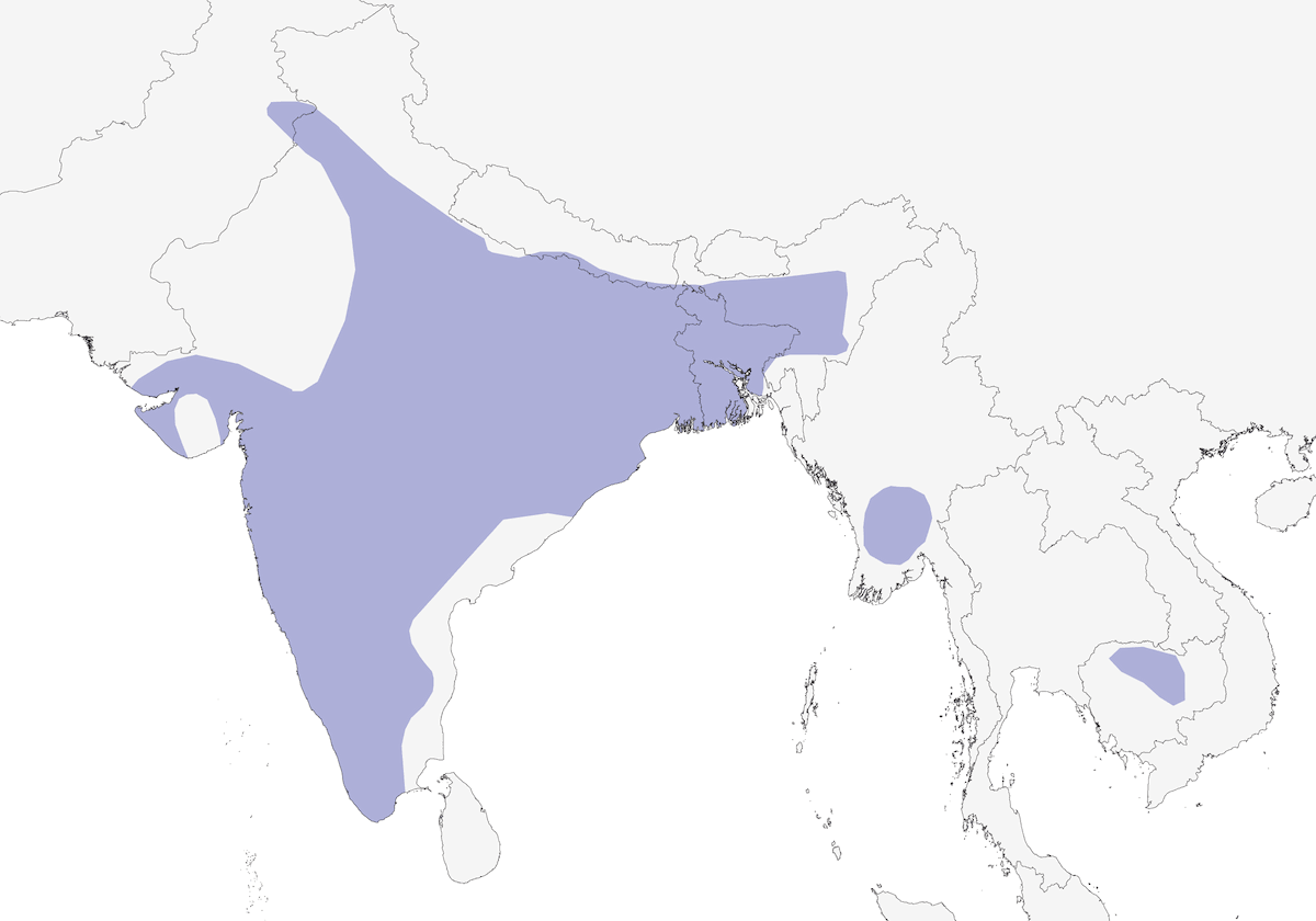 Aquila macchiata indiana, Distribuzione 1