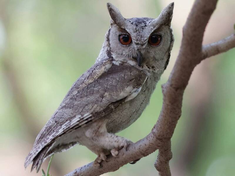 Indian Scops-Owl, 照片 4
