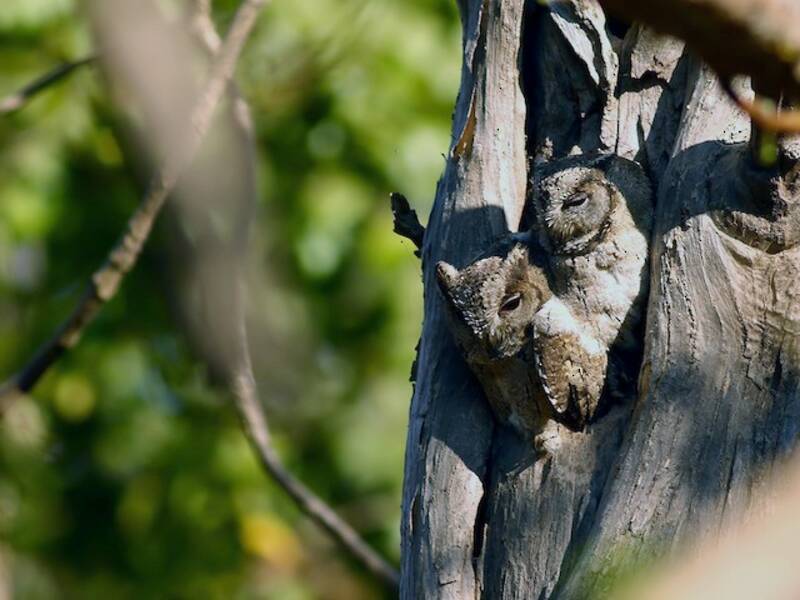 Indian Scops-Owl, 照片 3