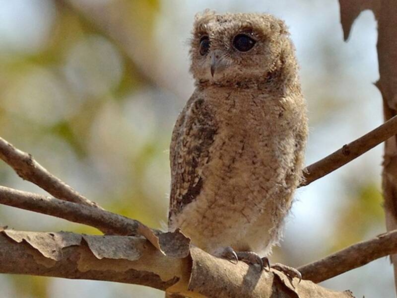 Indian Scops-Owl, 照片 2