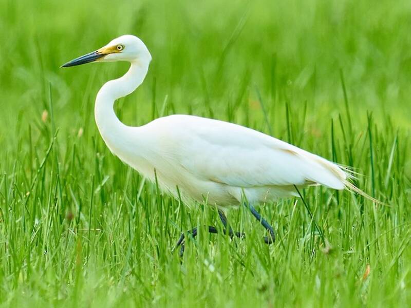 Medium Egret