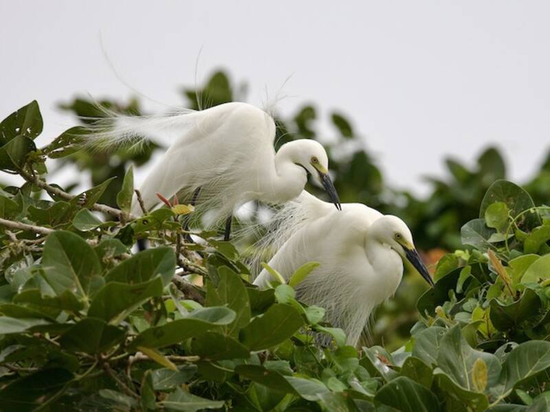 Aigrette intermédiaire, Photos 2