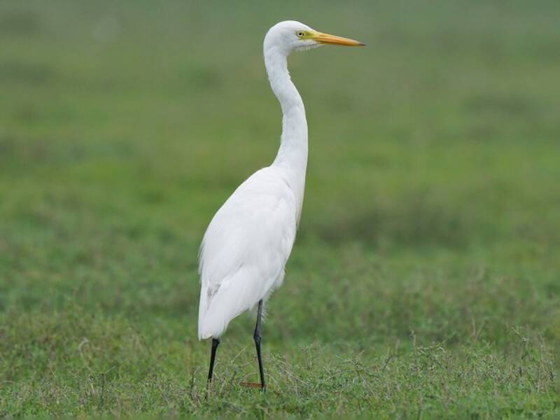 Aigrette intermédiaire, Photos 4