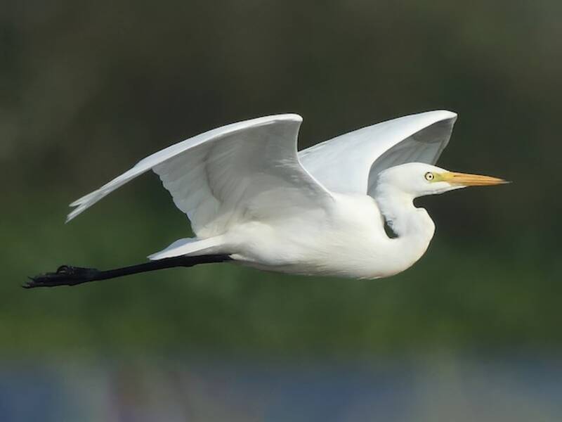 Aigrette intermédiaire, Photos 3