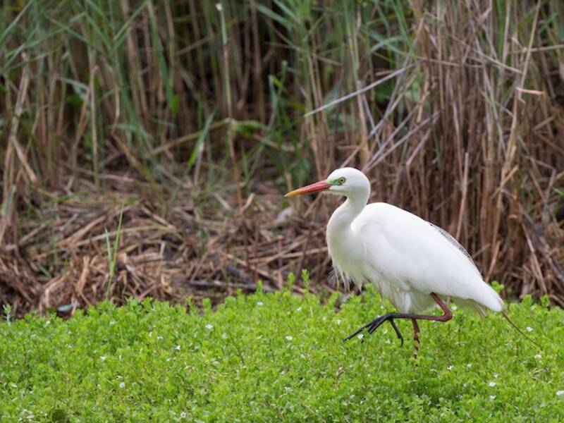 Plumed Egret