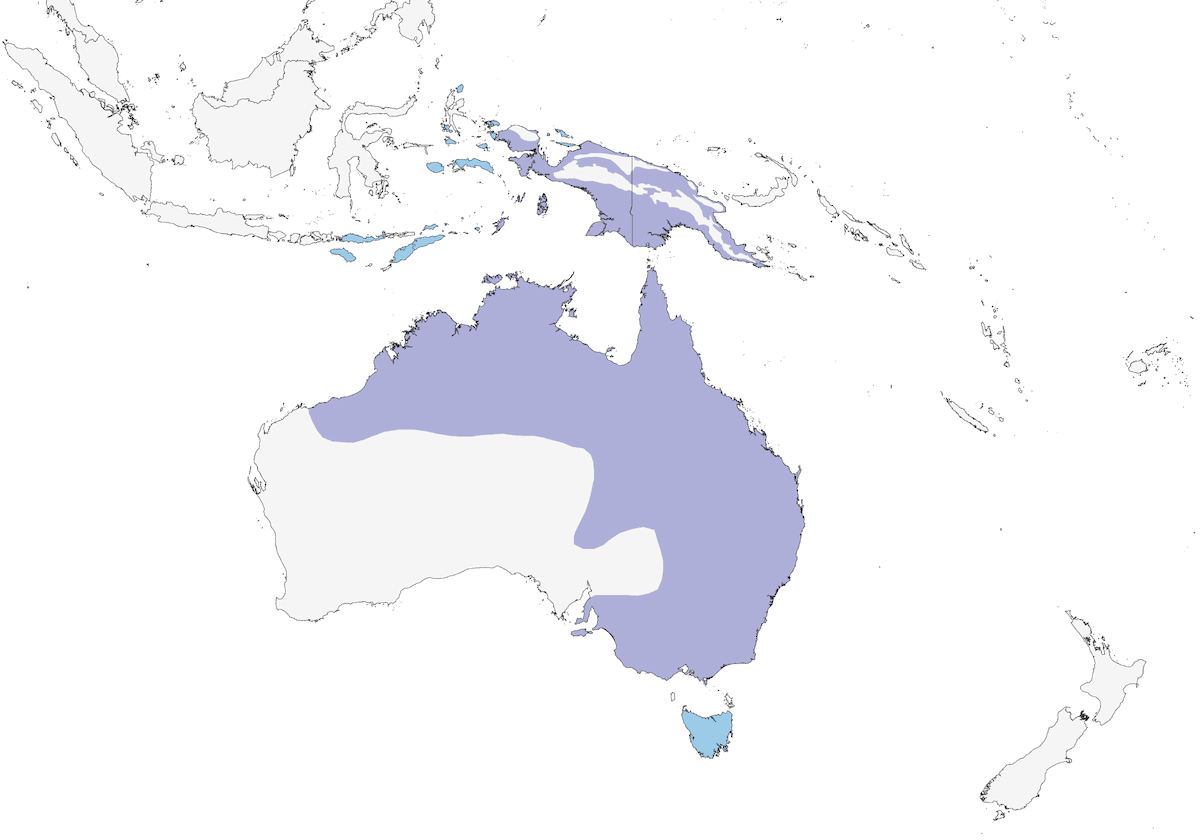 Garzetta intermedia, Distribuzione 1