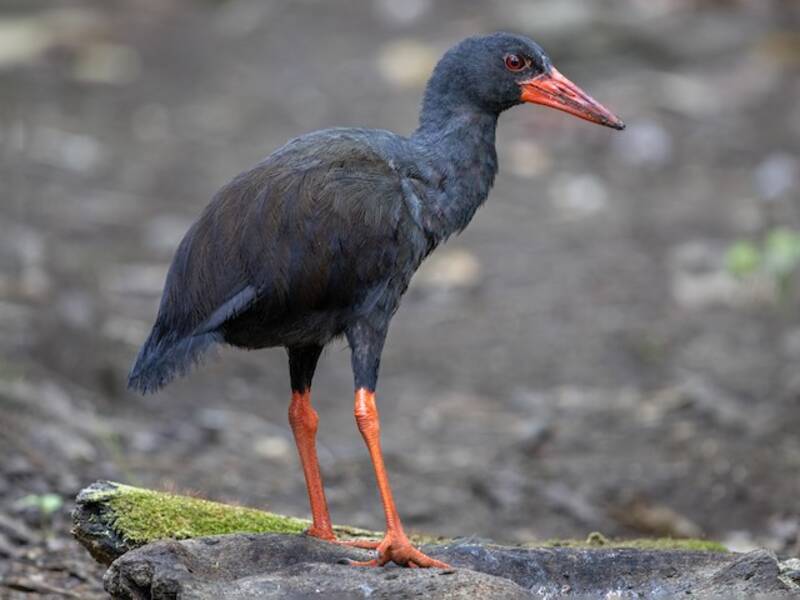 Invisible Rail (Gallirallus wallacii)