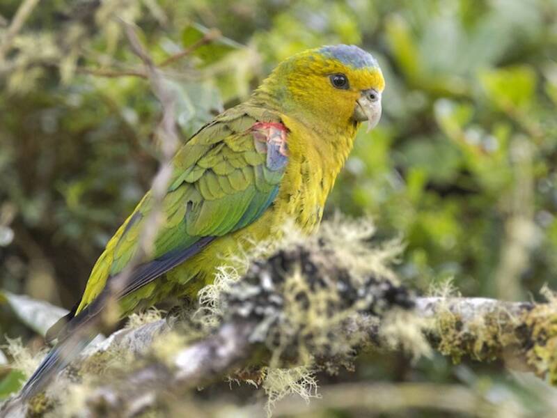 Indigo-winged Parrot, Photos 3