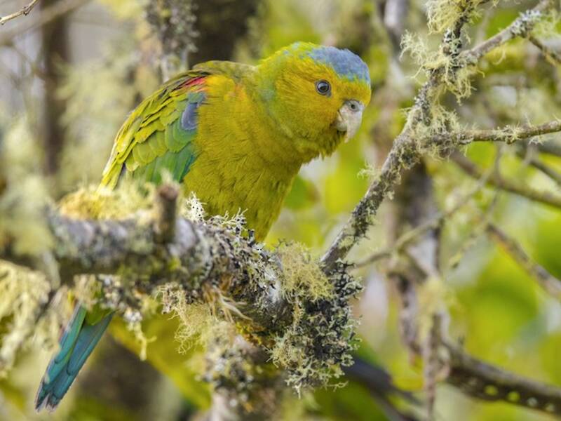 Indigo-winged Parrot, Photos 4