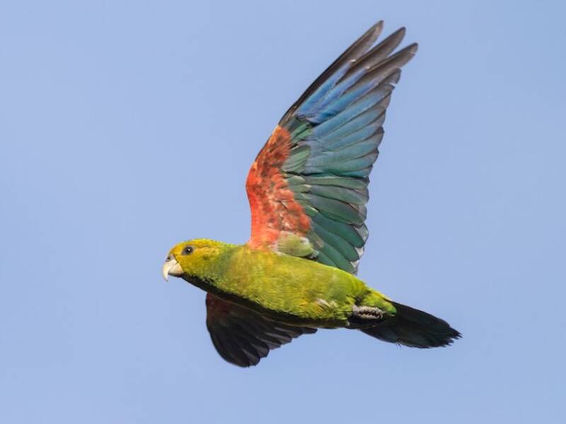 Indigo-winged Parrot, Photos 2
