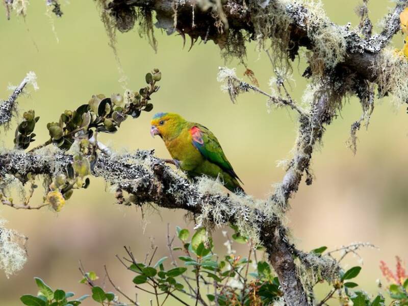 Indigo-winged Parrot