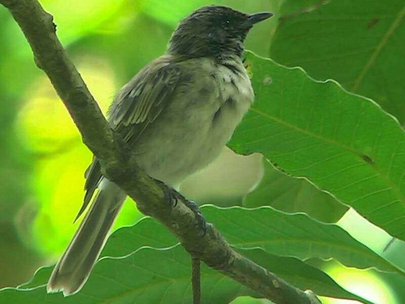 Iphis Monarch, 照片 2