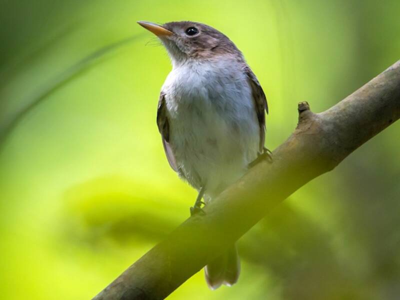 Iphis Monarch, 照片 4