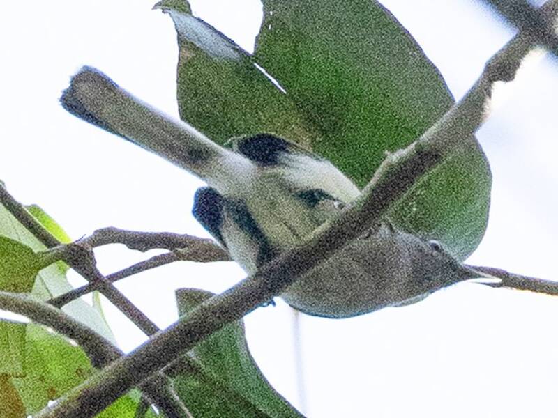 Zanzariere di Iquitos