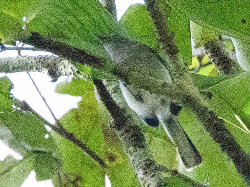 Perlita de Iquitos, Fotos 3