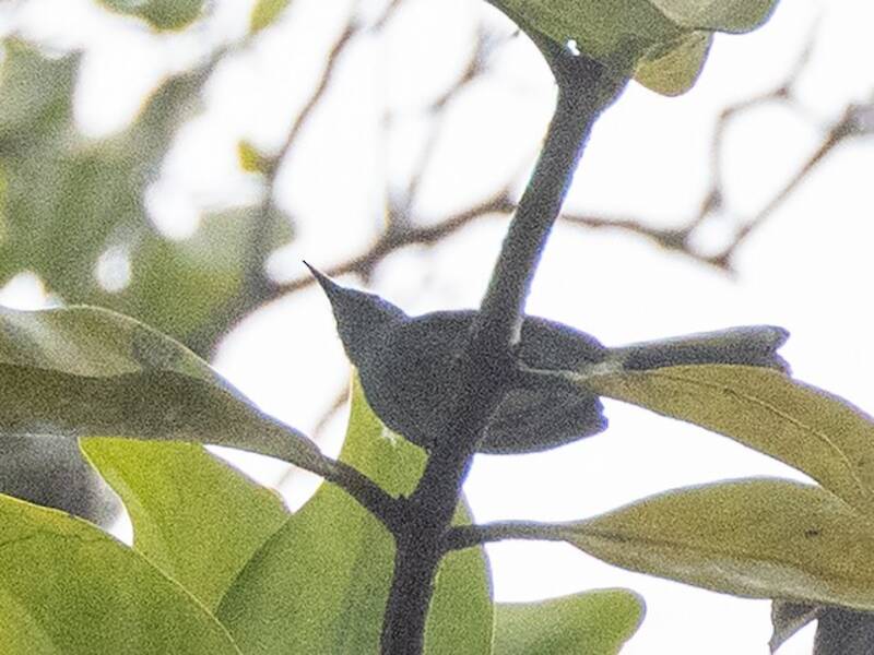 Perlita de Iquitos, Fotos 2