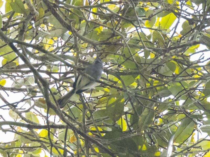 Perlita de Iquitos, Fotos 4