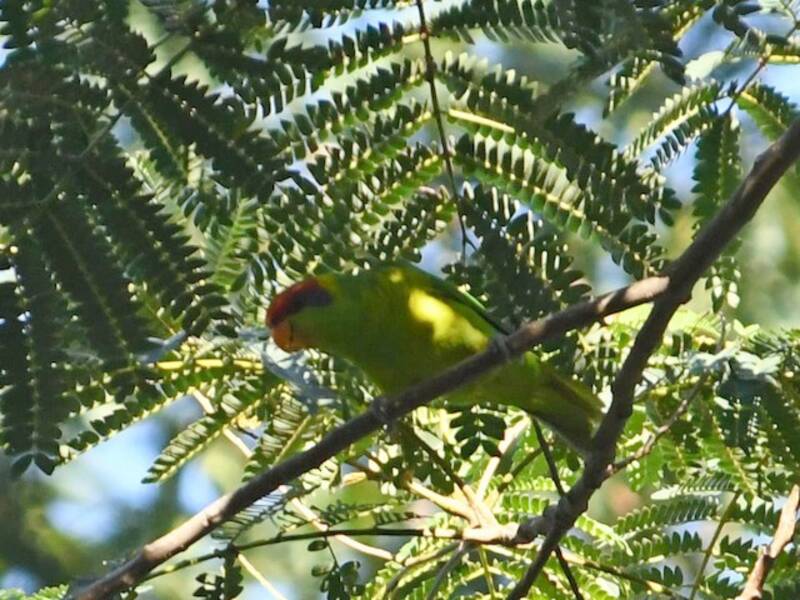 Iris Lorikeet, Photos 2