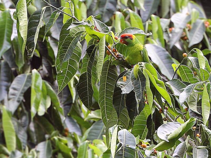 Iris Lorikeet, Photos 4