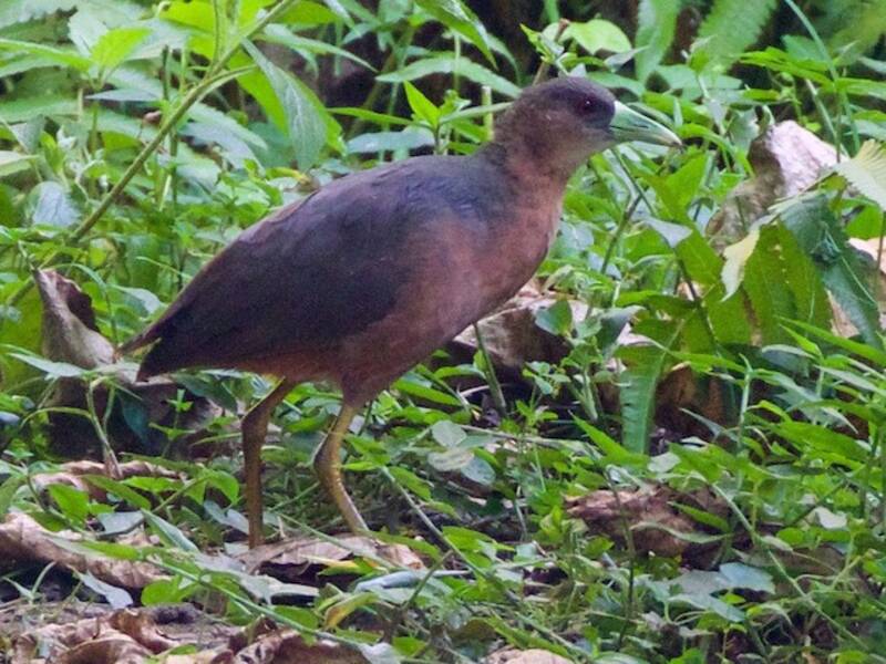 Gallinella di boscaglia isabellina, Foto 3