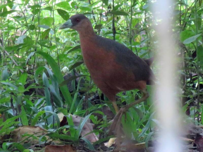 Gallinella di boscaglia isabellina, Foto 2