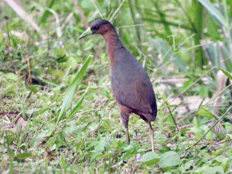 Gallinella di boscaglia isabellina
