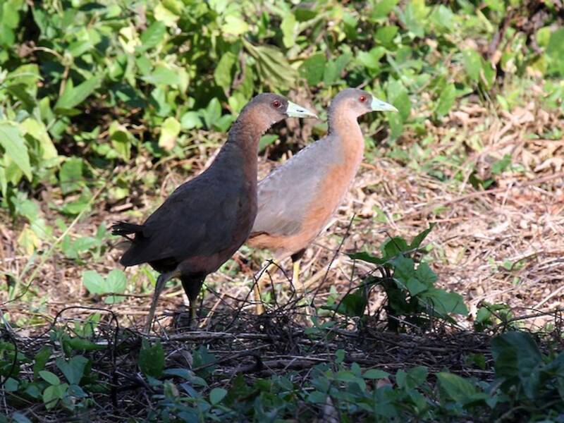 Gallinella di boscaglia isabellina, Foto 4